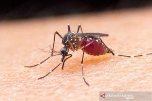 Dinkes Lamtim Belum akan Tanggulangi DBD dengan Bakteri Wolbachia