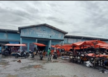 Harga Cabai di Pesisir Barat Mencapai Rp70 Ribu per Kg