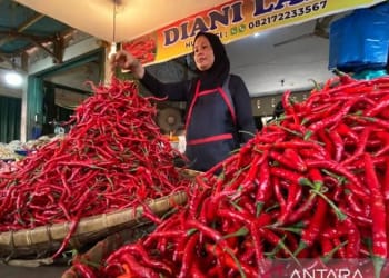 Harga Cabai Merah di Mesuji Melambung Tinggi Tembus Rp90 Ribu Perkilo
