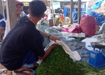 Harga Cabai Tembus Rp100 Ribu per Kilo Gram di Pesawaran