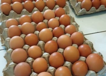 Harga Telur di Liwa Mulai Turun