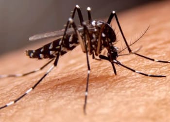 Nyamuk Aedes dengan Wolbachia Belum Masuk ke Tanggamus