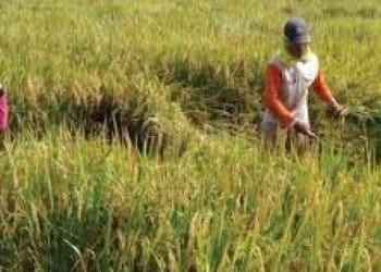 Pertanian dan Peternakan di Metro Penuhi Kebutuhan Masyarakat