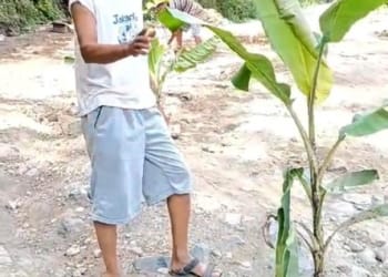 Tak Kunjung Diperbaiki, Jalan Rusak di Limau Tanggamus Ditanami Pohon Pisang