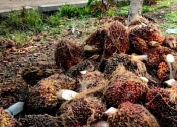 Warga Lampung Tengah Curi 55 Tandan Kelapa Sawit Milik PTPN VII