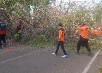 Warung Mie Ayam di Pahoman Tertimpa Pohon Tumbang