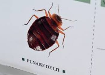 Waspadai Kutu Busuk Pembuat Gatal