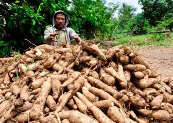 kesejahteraan petani