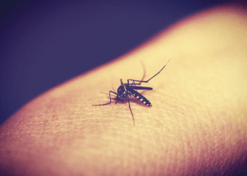 Dinas Kesehatan Kota Bandar Lampung Catat 201 Kasus DBD di 2023