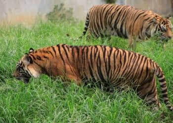 Ilustrasi Harimau Sumatera. (Foto: Dok/Medcom.id)