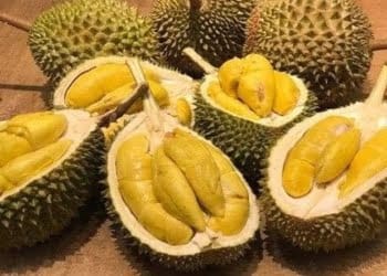 Enam Tips Memilih Durian Manis dan Berdaging Tebal