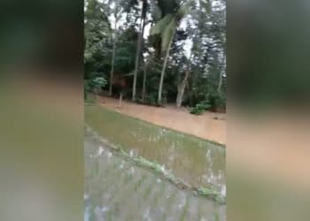 Lahan tanaman padi kebanjiran