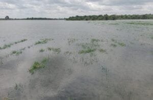 1.813 Ha Sawah di Lampung Selatan Terendam Banjir