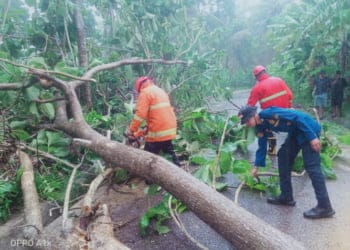Hujan Deras Disertai Angin Kencang Mengakibatkan Satu Pohon Tumbang