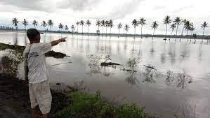 Sawah Terendam Banjir di Lampung