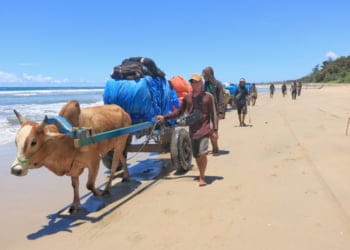 Logistik Pemilu Didistribusikan ke Way Haru dengan Gerobak Sapi