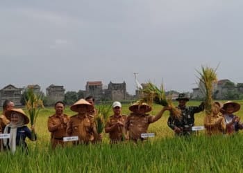Panen raya di Kelurahan Mulyosari, Kecamatan Metro Barat.