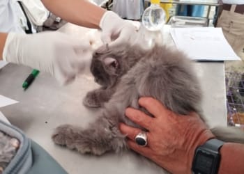 Pemkot Bandar Lampung Sediakan 500 Vaksinasi Rabies Hewan Peliharaan