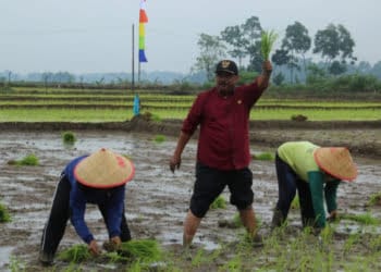 Petani Lamteng Terancam Gagal Panen Akibat Serangan Jamur Padi