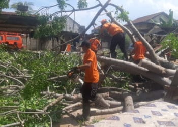 Pohon Tumbang di Telukbetung Selatan Timpa 4 Warung