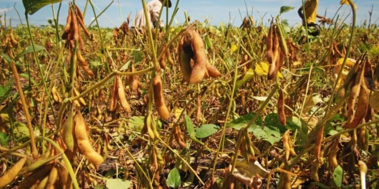 Petani memanen kedelai di kebun