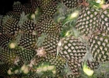 komplotan pencuri nanas