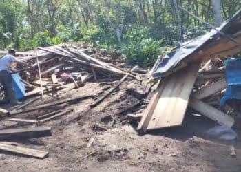 Gajah Liar Dekati Permukiman Warga Suoh hingga Rusak Warung