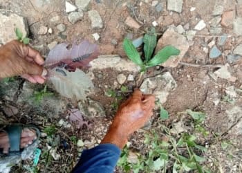 Dinas Damkartan Bandar Lampung menindaklanjuti laporan hama ulat bulu di Kelurahan Sepang Jaya.