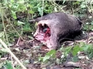 Keberadaan Harimau Terlihat 2 Km dari Perkampungan Bandarnegeri Suoh