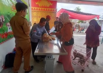 Tim Keswan Lambar Vaksin 31 Kucing 