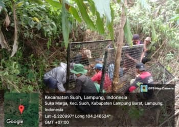 Anggota DPRD Lampung Barat Minta Harimau di TNBBS Ditembak