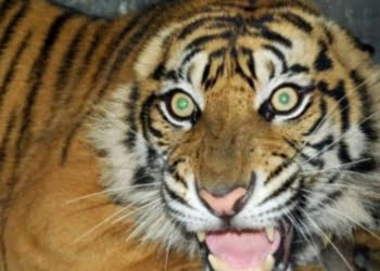 Camat dan Peratin Dimintai Keterangan Usai Pembakaran Kantor Polhut TNBBS   