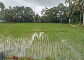 Petani Kecamatan Krui Selatan Berharap Hasil Panen Maksimal