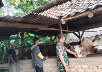 Pastikan Kesehatan Sapi di Waykanan Jelang Lebaran