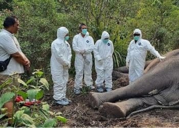 Mengingat Kembali Kisah Gajah Dugul yang Mati di Way Kambas