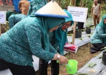 TP PKK Lamteng Gelar Gertam Cabai untuk Tekan Inflasi