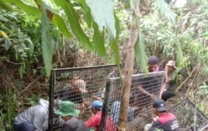 Warga Suoh Desak Tim Satgas Serius Tangani Harimau Pemangsa Warga