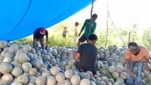 Bulan Ramadan Membawa Berkah Bagi Petani Melon