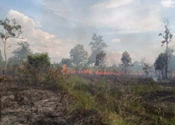 Kebakaran Taman Nasional Way Kambas.