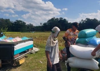 Petani sedang melakukan penimbangan hasil panen padi di lahan persawahan yang ada di Kabupaten Lampung Tengah
