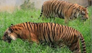 Masih Nihil, Tim Penanganan Harimau Lampung Barat Terus Bekerja