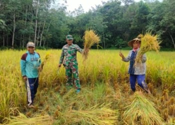 Babinsa Koramil 08/Way Tuba Bantu Warga Panen Padi.