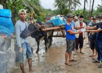 Gerobak Sapi Jadi Pilihan Angkutan Distribusi Logistik Pemilu di Wilayah Terpencil di Bengkunat