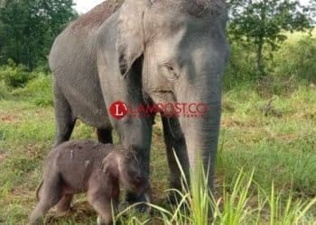 Mahout di Way Kambas Tewas Terinjak Gajah