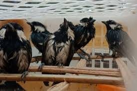 penyelundupan burung