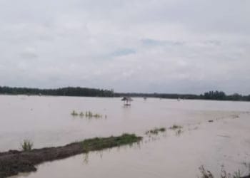 Petani di Mesuji Merasa Dipersulit dalam Klaim Asuransi Pertanian
