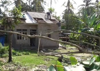 Sejumlah rumah warga yang mengalami kerusakan di bagian atap dan tembok akibat tertimpa pohon tumbang.