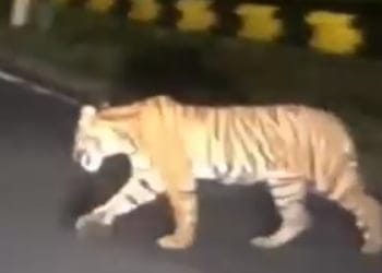 Sempat Viral, BTNBBS dan WCS Pantau Pergerakan Harimau