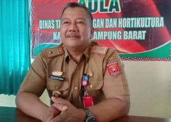 Serapan Pupuk Subsidi Lampung Barat Hanya 80,36%