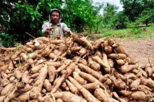 KPPU Beberkan Penyebab Anjloknya Harga Singkong di Lampung